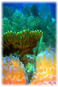 Belize, Belize travel, scuba diving, snorkeling, islands, islands in Belize, beachfront, 